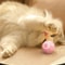 Smart Automated Rolling Bouncing Cat Toy Ball 2