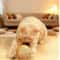 Super Interactive Sisal Cat Scratching Ball Toy With Sound 2