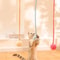 Suction Cup Spring Teaser With Bunny Fur Ball WallMount Floor Mount 1