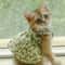 Romantic Floral Pattern Pet Summer Dress 4