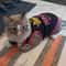 Summer Cotton Sphynx Cat TShirt Vest 2