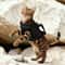 Tactical EscapeProof Military Style Cat Harness 4
