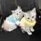Newborn Kitten Velvet Winter Warm Pet Sweater 2