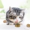 Edible Catnip Ball Rotatable Self Adhesive Wall Treat Toy Set 3