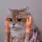 Mini Hands Model Silicone Finger Gloves Cat Massage Tool 2