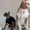 Winter Black Cotton TShirt Pullover And Pajamas For Sphynx Cats 1