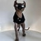 Winter Black Cotton TShirt Pullover And Pajamas For Sphynx Cats 3