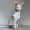 Winter Black Cotton TShirt Pullover And Pajamas For Sphynx Cats 7