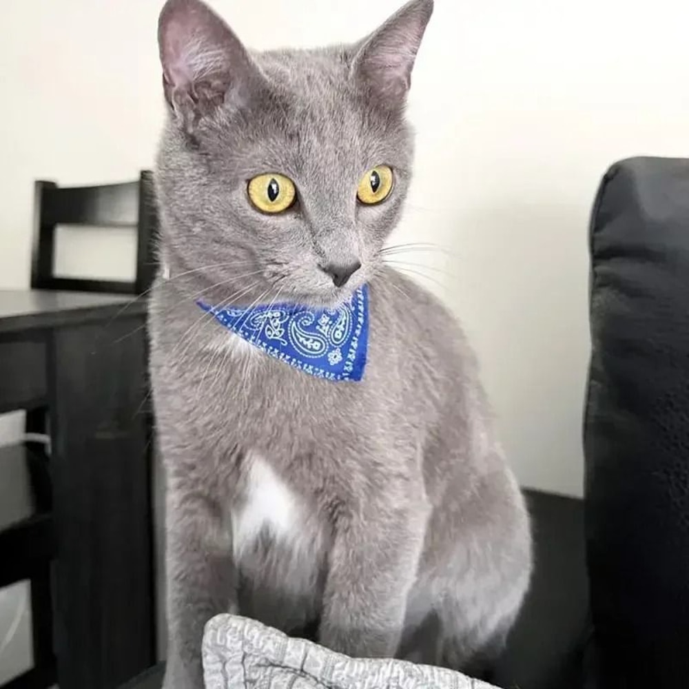 Lovely Adjustable Pet Triangular Scarf Bandana Collar 2