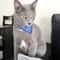 Lovely Adjustable Pet Triangular Scarf Bandana Collar 2