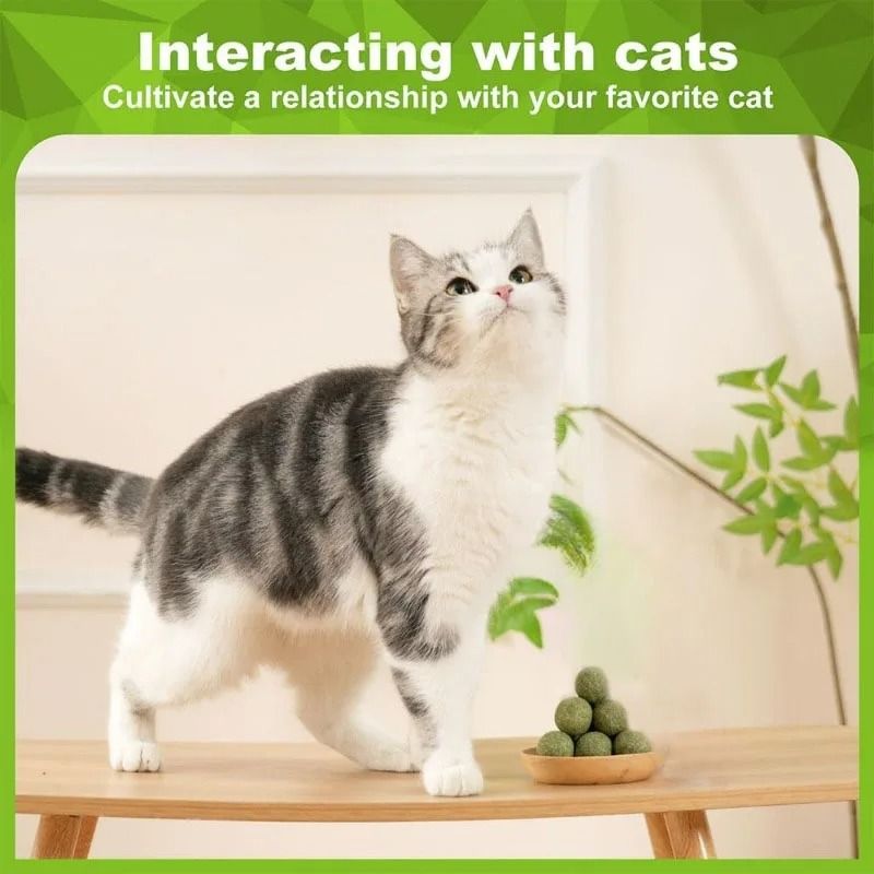 Natural Catnip Licker Ball Toy Set For Cats 5
