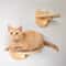 Modular Cat Wall Climbing Shelf Systems Scratching Posts And Floating Tree Towers 5