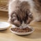 Premium Ceramic Feeding Bowl Platter With NonSlip Silicone Base For Kittens And Cats 3