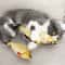 Interactive Pet Plush Simulated Fish Catnip Toy And Throw Pillow For Cats And Kittens 2