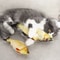 Interactive Pet Plush Simulated Fish Catnip Toy And Throw Pillow For Cats And Kittens 2