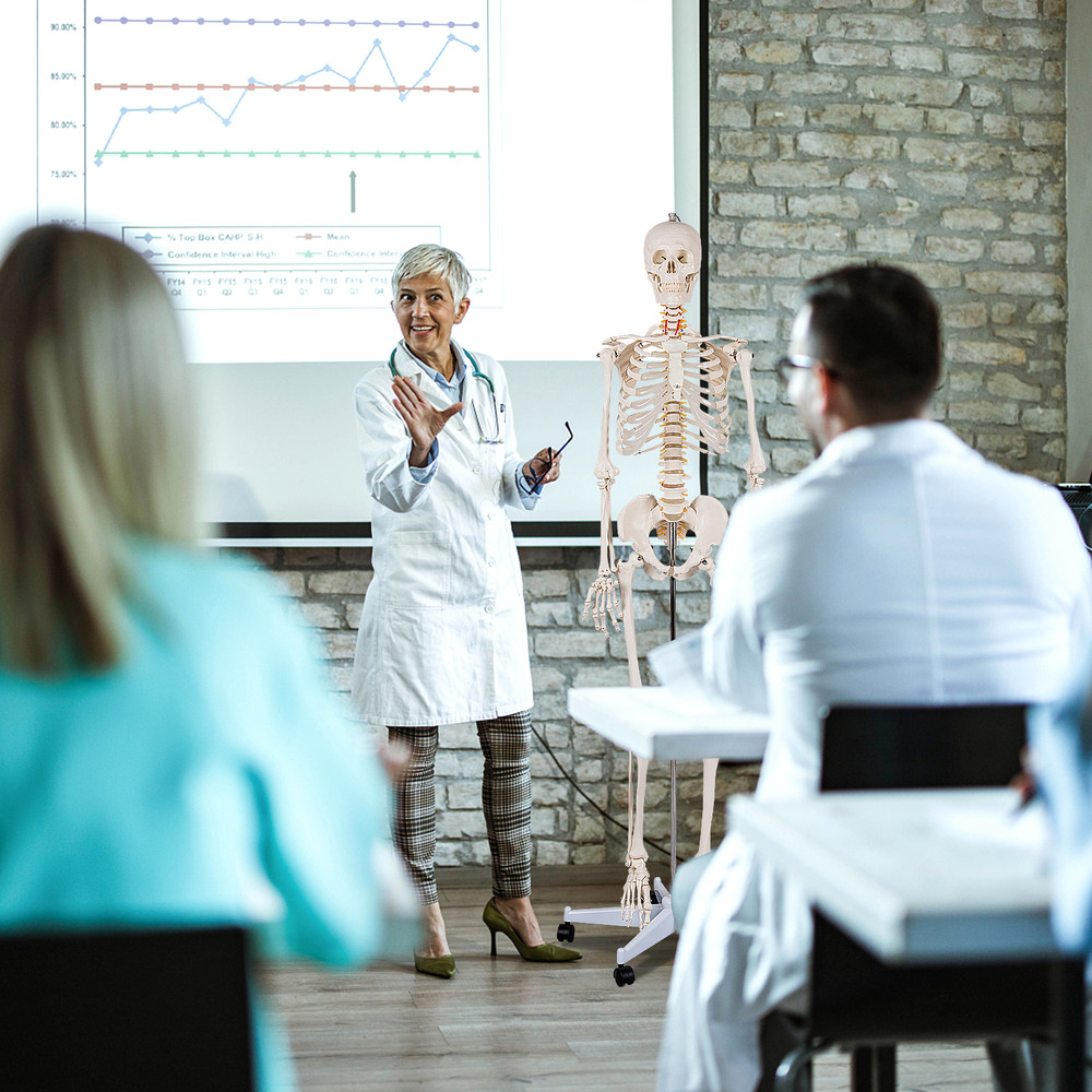 Medical School Human Anatomy Class Skeleton Model with Rolling Stand & Removable Parts for Teaching & Studying