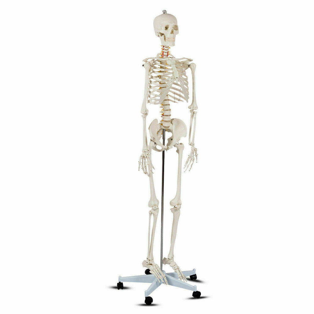 Medical School Human Anatomy Class Skeleton Model with Rolling Stand & Removable Parts for Teaching & Studying