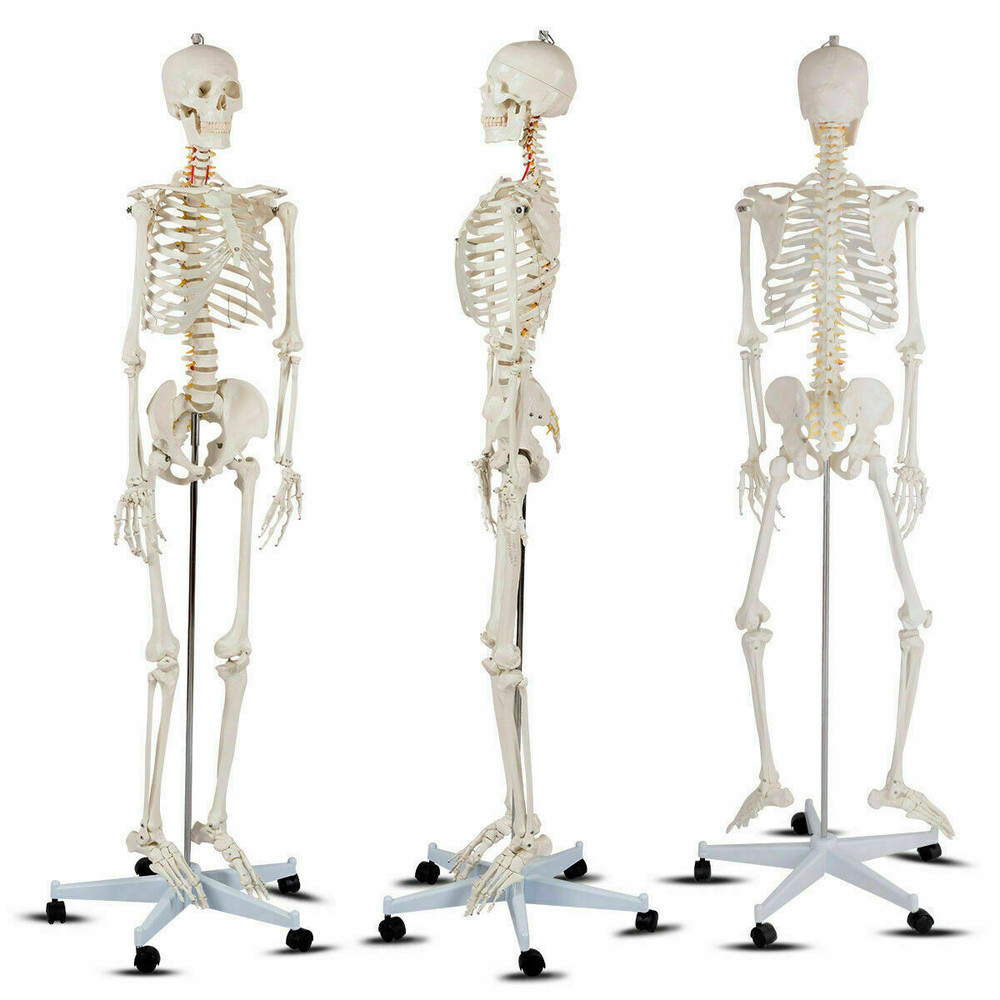 Medical School Human Anatomy Class Skeleton Model with Rolling Stand & Removable Parts for Teaching & Studying