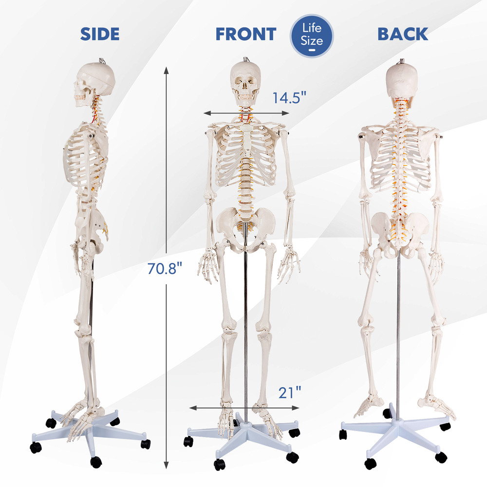 Medical School Human Anatomy Class Skeleton Model with Rolling Stand & Removable Parts for Teaching & Studying