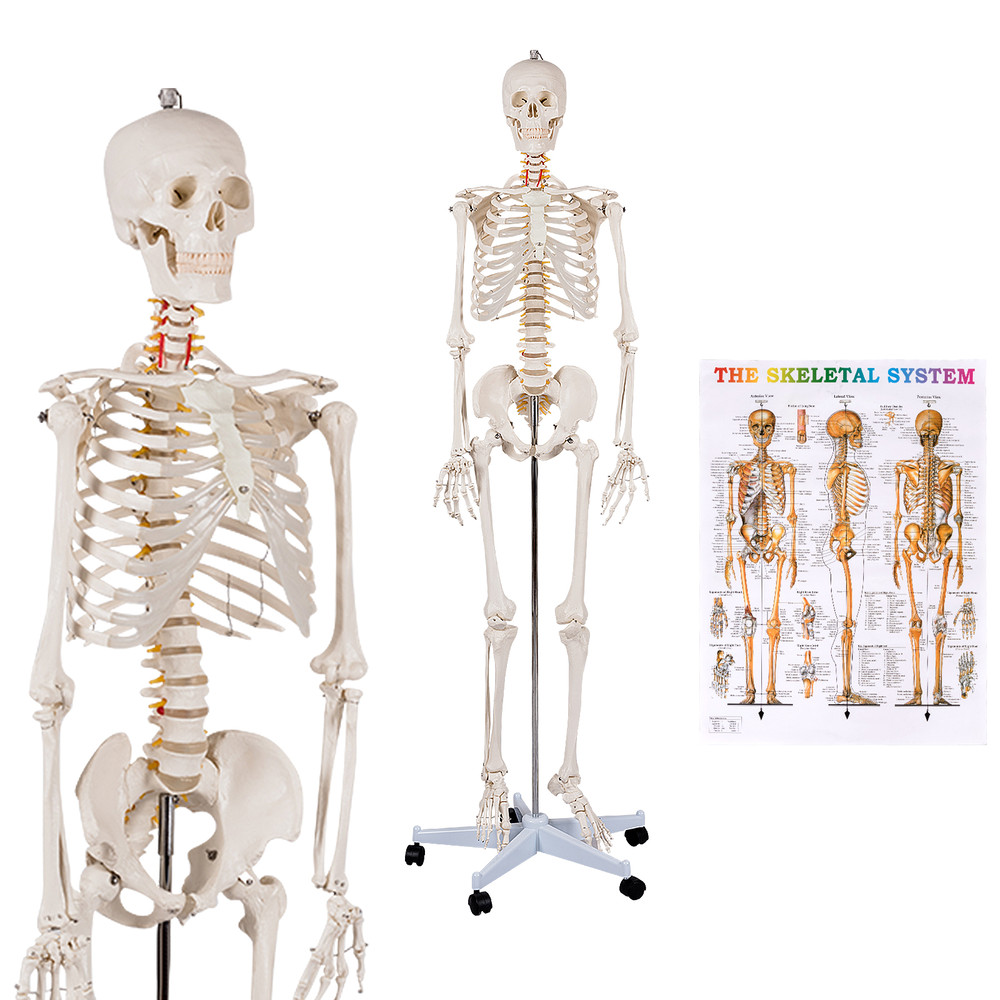 Medical School Human Anatomy Class Skeleton Model with Rolling Stand & Removable Parts for Teaching & Studying