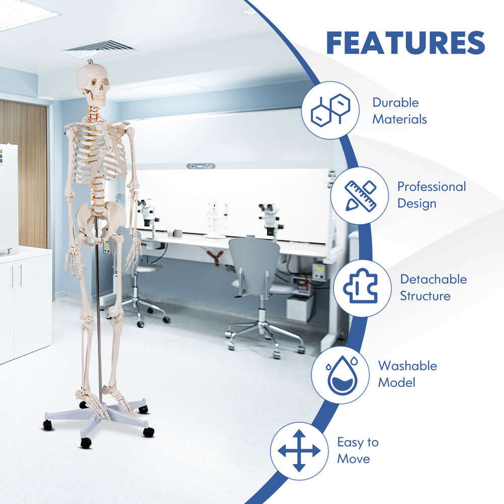 Medical School Human Anatomy Class Skeleton Model with Rolling Stand & Removable Parts for Teaching & Studying