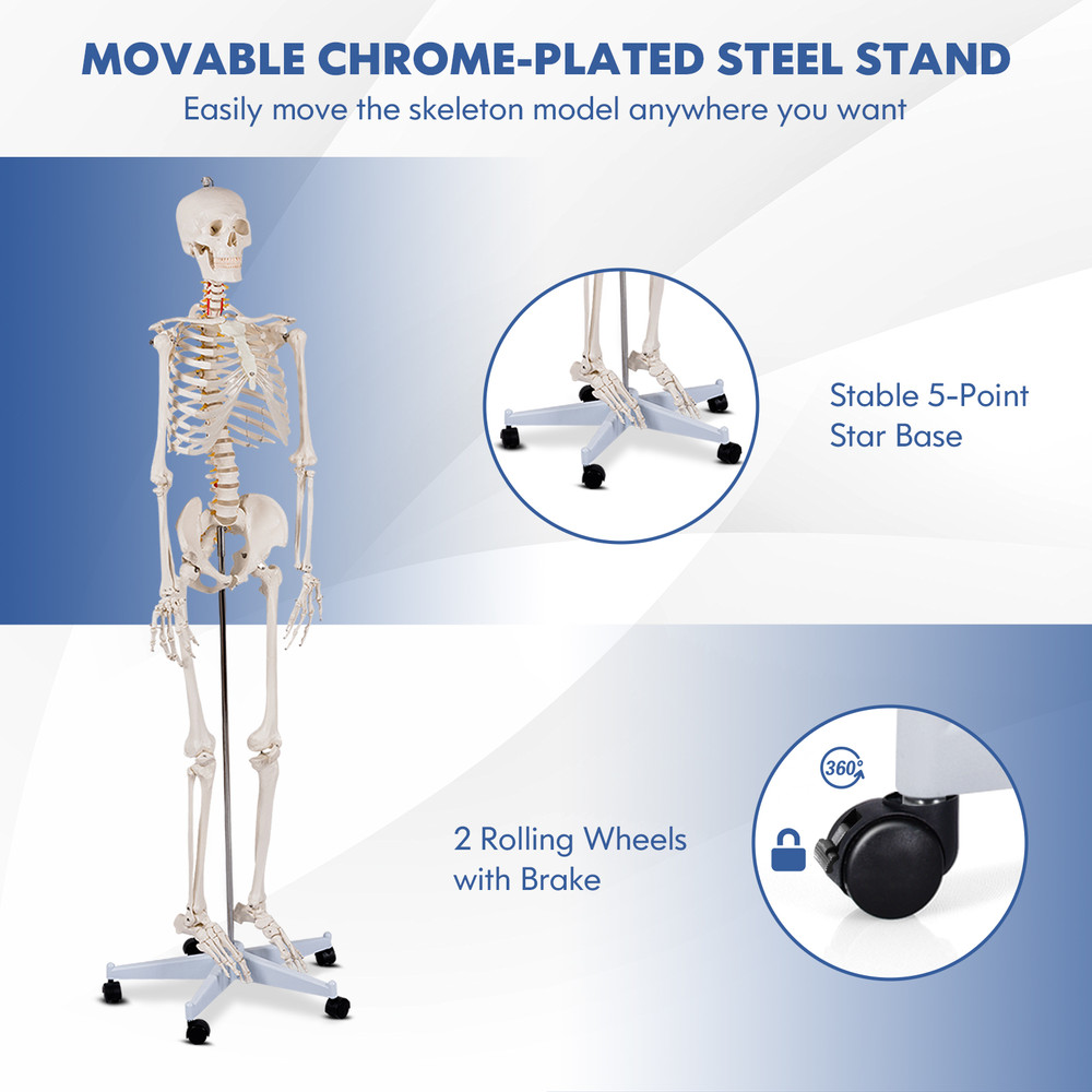 Medical School Human Anatomy Class Skeleton Model with Rolling Stand & Removable Parts for Teaching & Studying