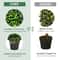 Artificial Spiral Boxwood Topiary 2 Pack 4 Feet Faux Plants For Indoor Outdoor Decor 3