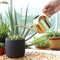 Stainless Steel Long Spout Watering Can for Indoor Plants and Gardening Sand Gold