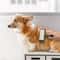 Portable Pet Hair Remover Roller for Clothes and Furniture Sticky Lint Cleaner Device