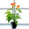 Artificial Calla Lily Potted Plant Realistic Indoor Home Decor
