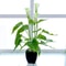 Artificial Calla Lily Potted Plant Realistic Indoor Home Decor