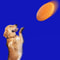 AquaFly Interactive Dog Training Disc & Travel Feeding Bowl