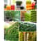 Vertical Garden Wall Planter Set with Removable Pots for Indoor Outdoor Balcony Decor