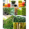 Vertical Garden Wall Planter Set with Removable Pots for Indoor Outdoor Balcony Decor
