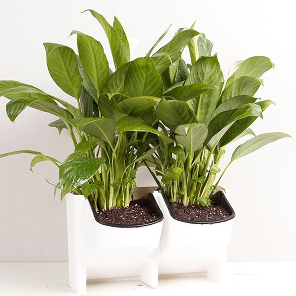 Vertical Garden Wall Planter Set with Removable Pots for Indoor Outdoor Balcony Decor