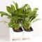 Vertical Garden Wall Planter Set with Removable Pots for Indoor Outdoor Balcony Decor
