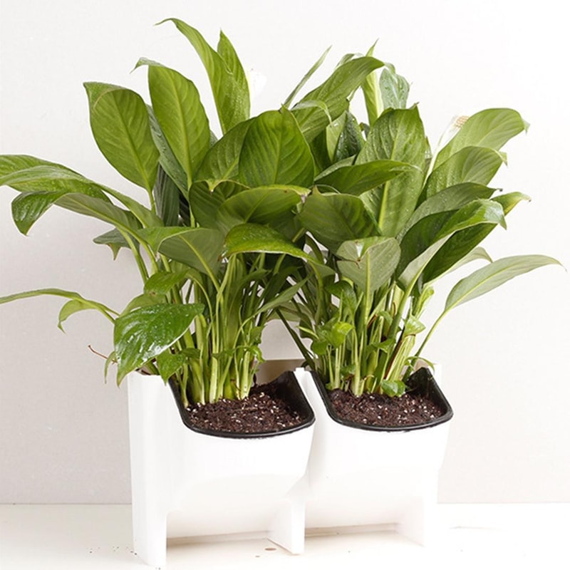 Vertical Garden Wall Planter Set with Removable Pots for Indoor Outdoor Balcony Decor