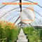 HeavyDuty Greenhouse Plastic 6 Mil Clear Polyethylene Film 16 X 25 UV Resistant TearProof For Opti 2