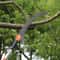 27FT Extendable Tree Pruner Pole Saw With Fiberglass Handles For High Branch Trimming 6