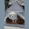 Foldable Cat Tent Bed For Small Pets With Breathable Summer Design 4