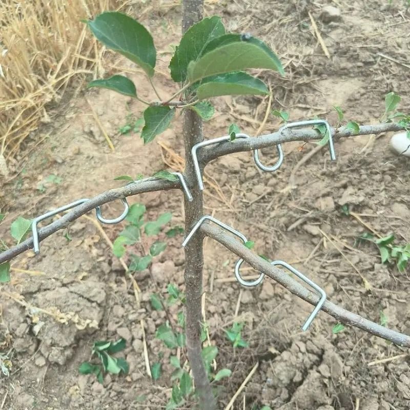 Heavy Duty Garden Branch Spreader Clips Set Reusable Limb Support Fixators For Fruit Trees And Vine 2