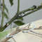 Heavy Duty Garden Branch Spreader Clips Set Reusable Limb Support Fixators For Fruit Trees And Vine 5