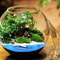 Micro Landscape Moss Bryophyte Ball Terrarium Glass Vase Decoration 5