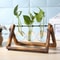 Wooden Frame Glass Terrarium Tabletop Planter For Indoor Plants 1