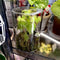 Glass Terrarium Moss Bottle With Lid 4