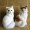 Realistic Plush Cat Toy For Kids And Home Decoration 0