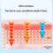 Vibration Face Lift Massager And Double Chin Remover Belt 4
