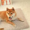 Plush Foam Pet Bed With Washable Cover 3