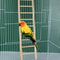Wooden Climbing Ladder Toy For Hamsters Birds And Small Pets 3