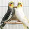 Wooden Cloud Ladder Bird Toy With Mirror Stand 2
